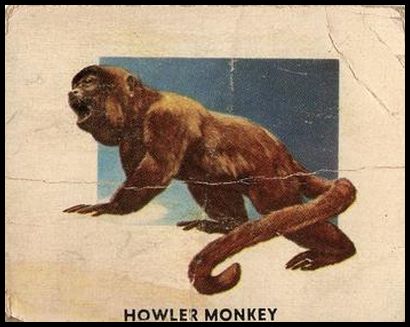 193 Howler Monkey